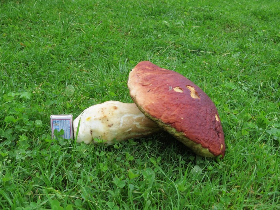 Гриб Армиллярия Мичиган