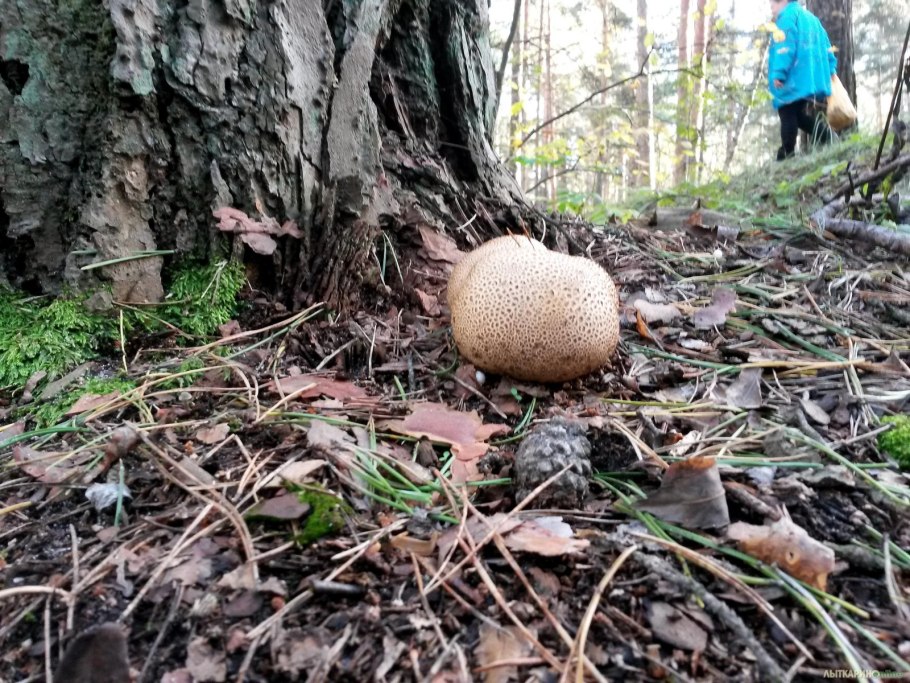Трюфель белый гриб в лесу