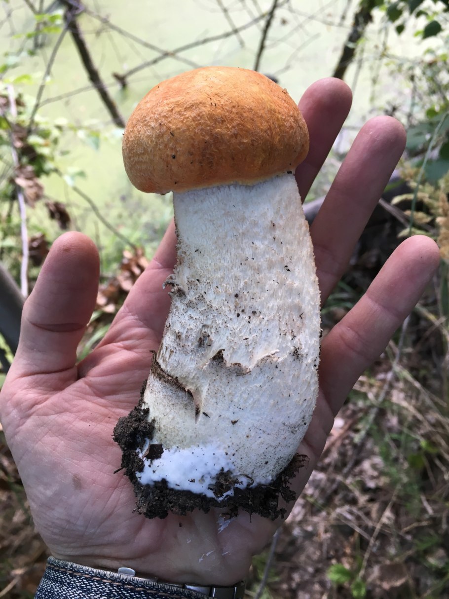 Ризопогон розоватый (Rhizopogon roseolus)