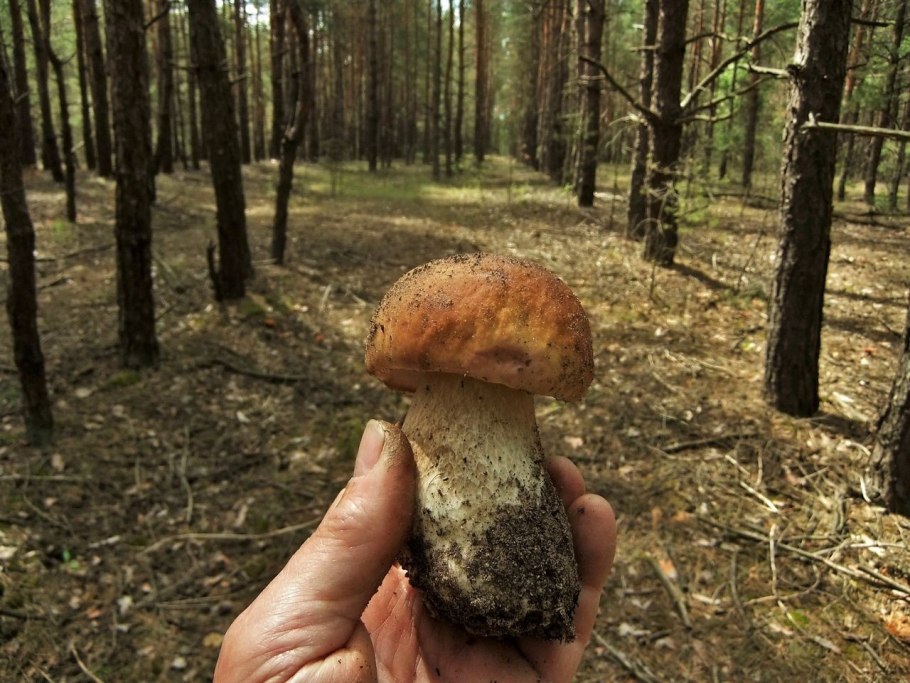 Белые грибы под землей