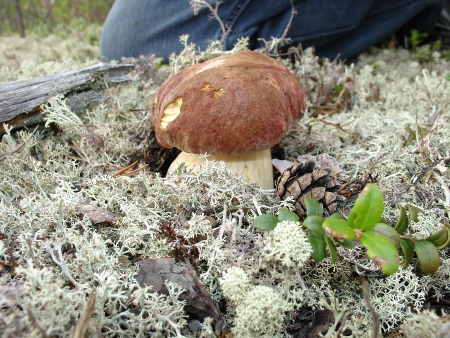 Огромный гриб в Подмосковье