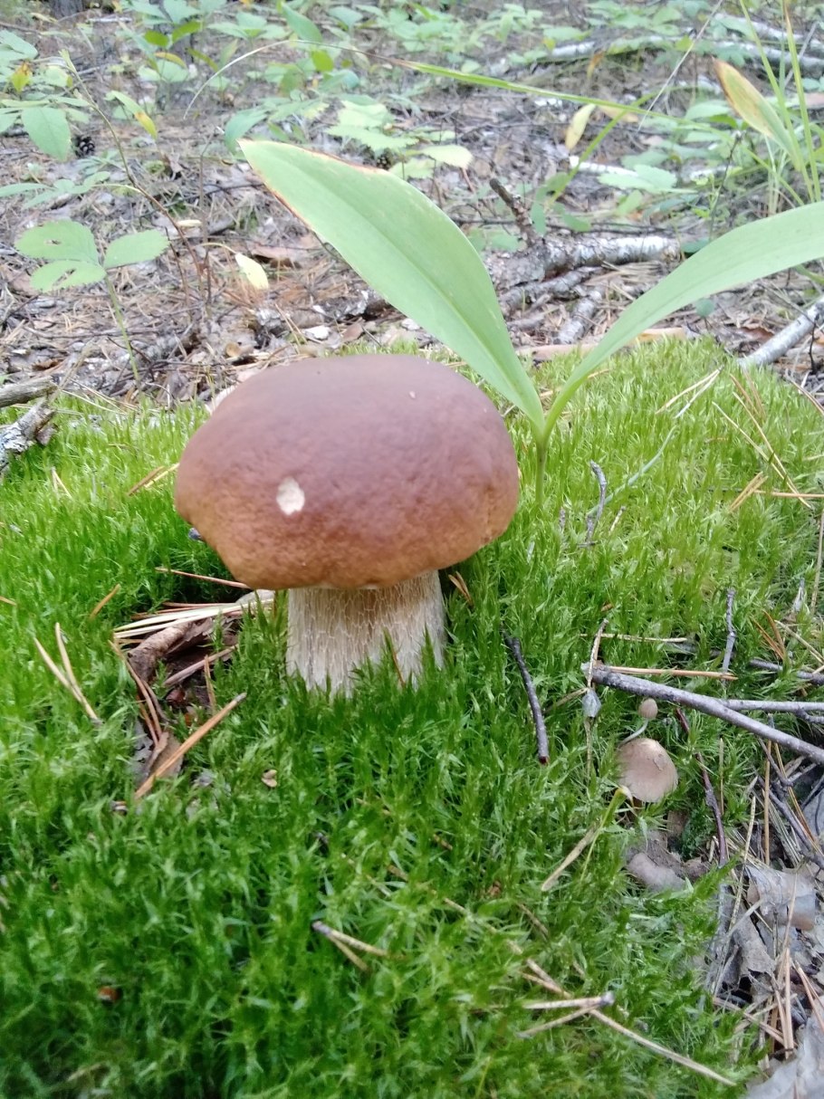 Грибы на дачном участке