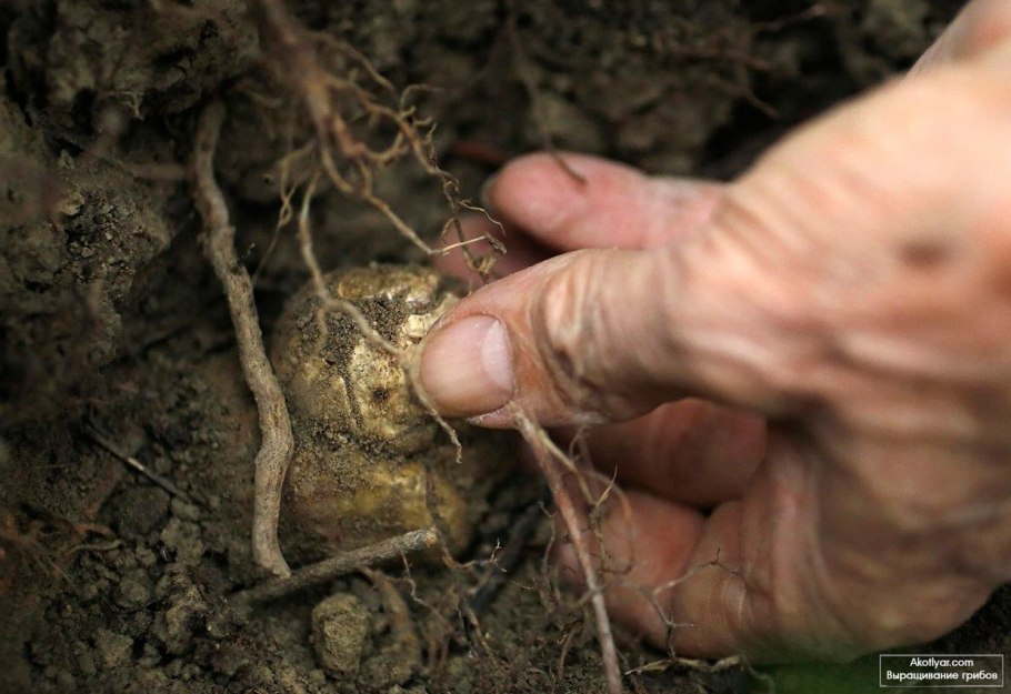 Древние грибы гиганты