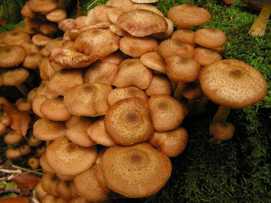 Грибница опенка темного Armillaria ostoyae