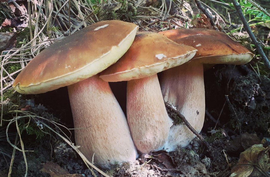 3d белый гриб