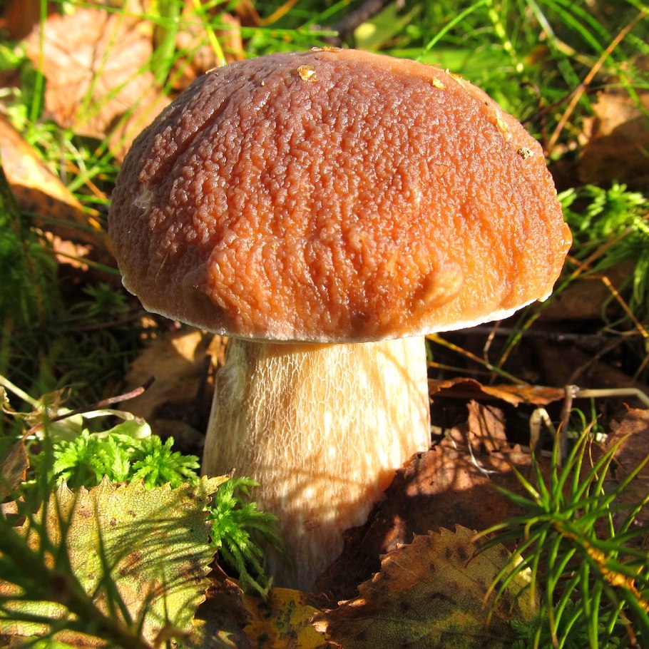 Плотный белый гриб внутри черный