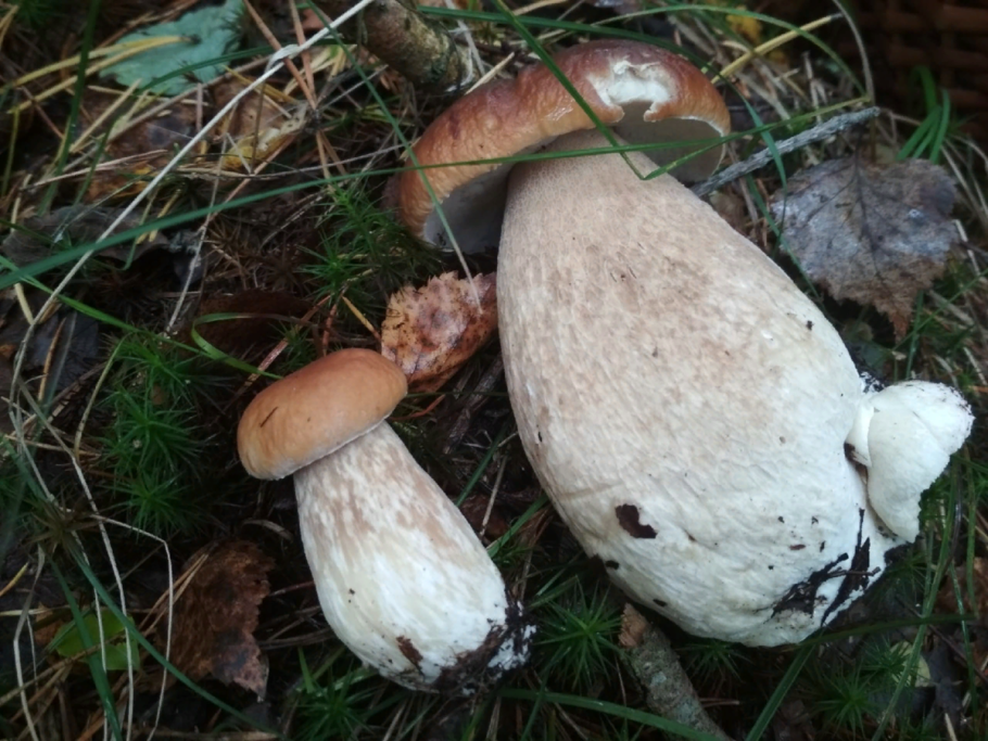 Гриб боровик