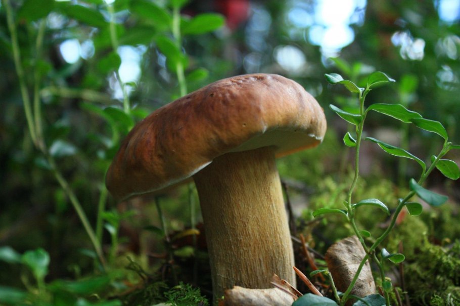 Чаудинский белый гриб