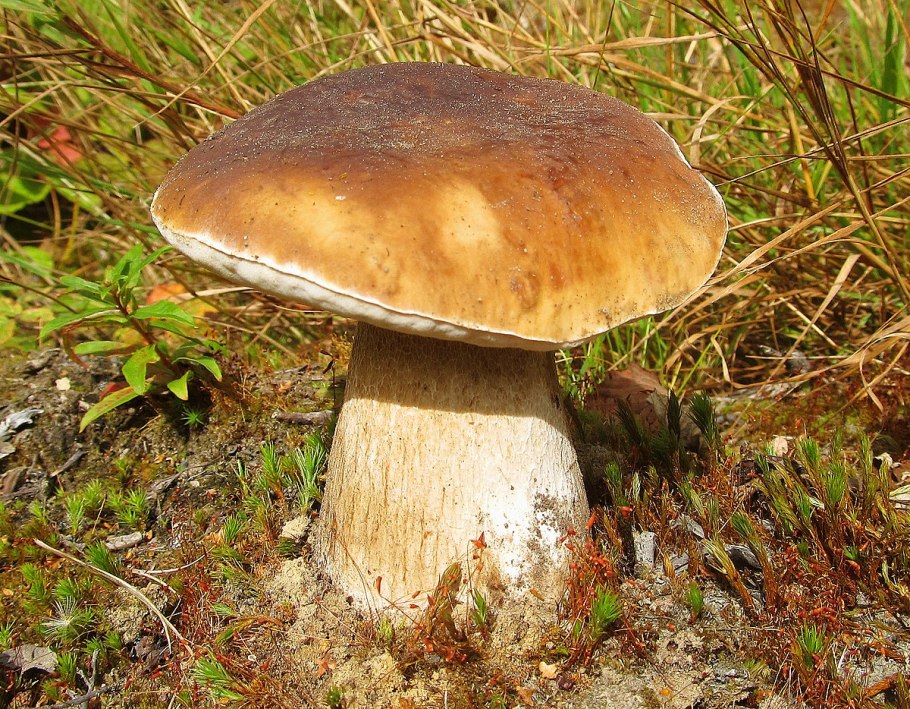 Белый гриб в Забайкалье