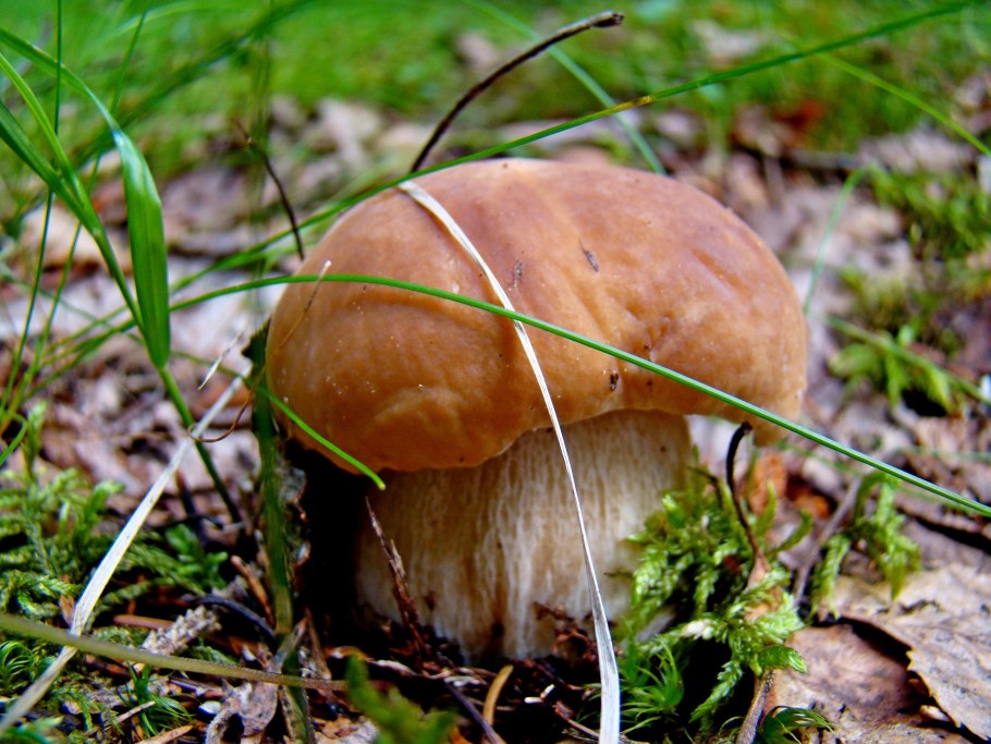 Белый гриб берёзовый boletus betulicola