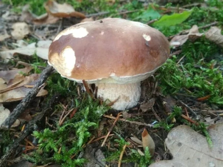 Белый гриб боровик