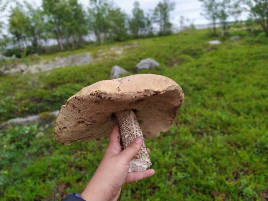 Морской гриб