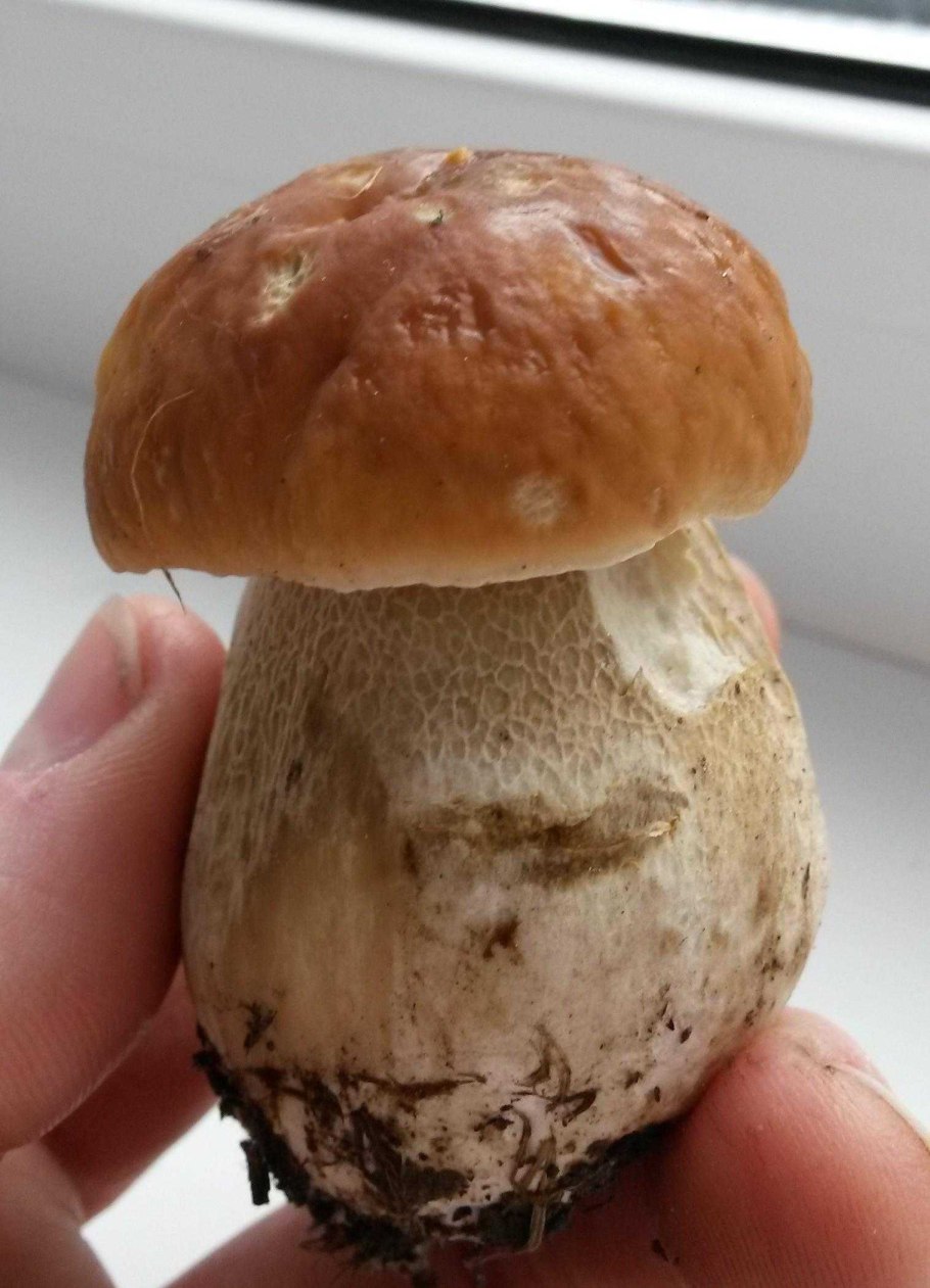 Боровик белый гриб