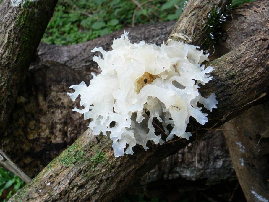 Морской гриб Геншин