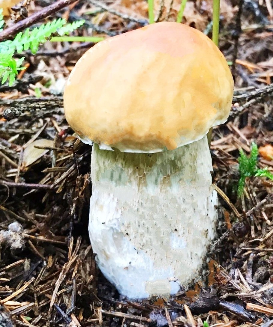 Грибы белый гриб