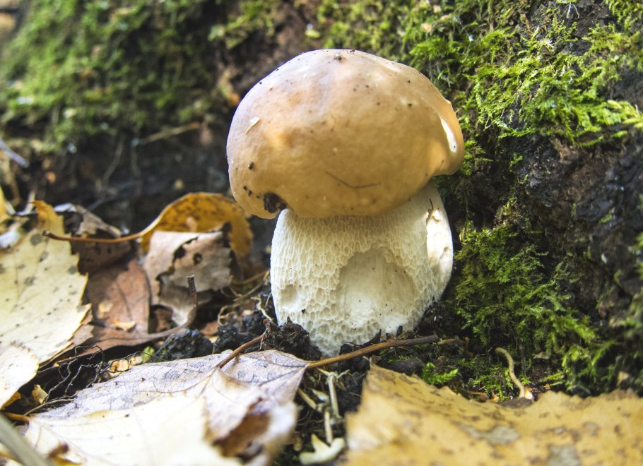 Боровик белый гриб