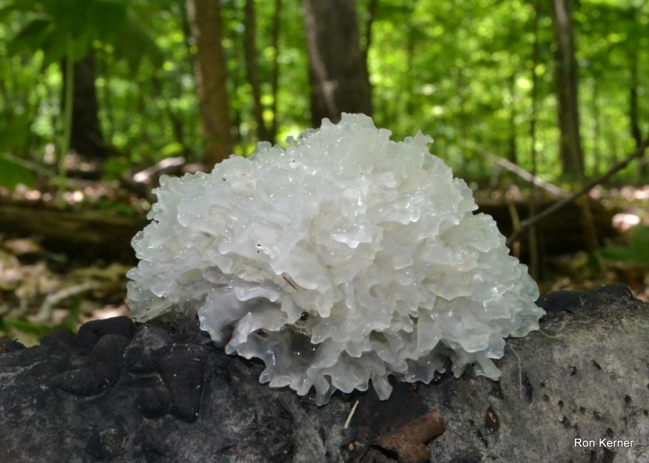 Tremella fuciformis