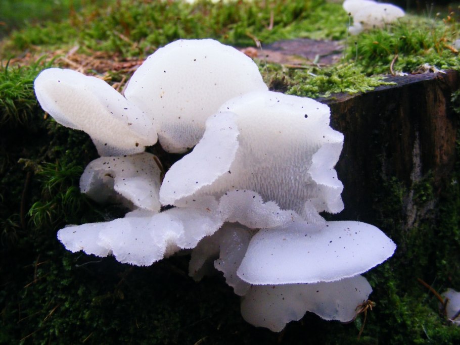 Pseudohydnum gelatinosum