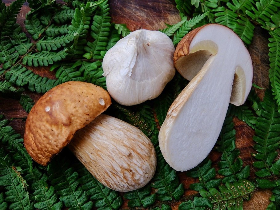 Условно съедобные грибы фото и название