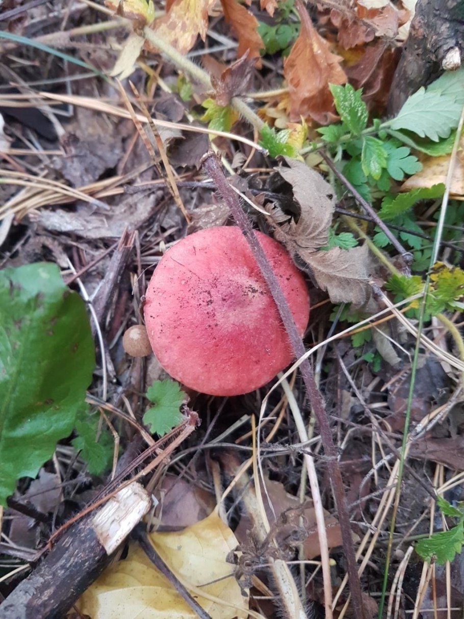 Сыроежка остроедкая Russula Sardonia