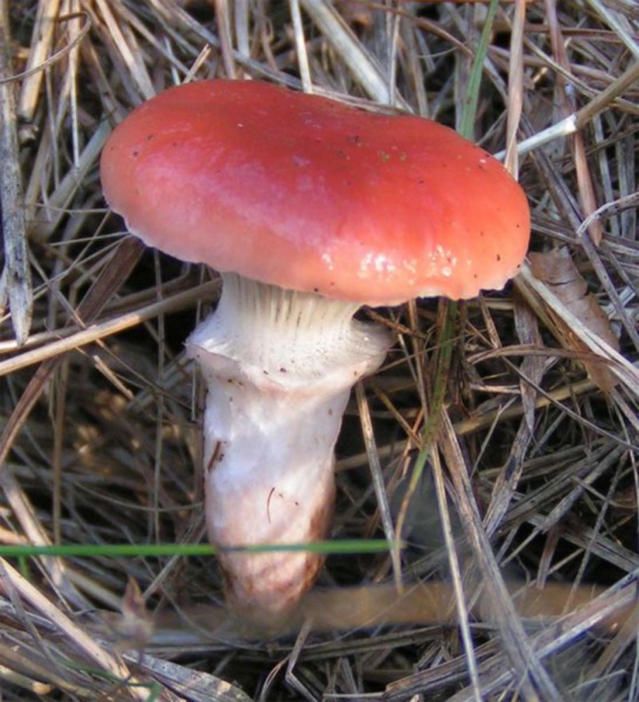 Мокруха розовая гриб