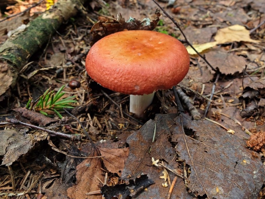 Гриб Russula cyanoxantha