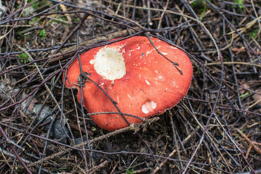 Сыроежка розовая Russula rosea