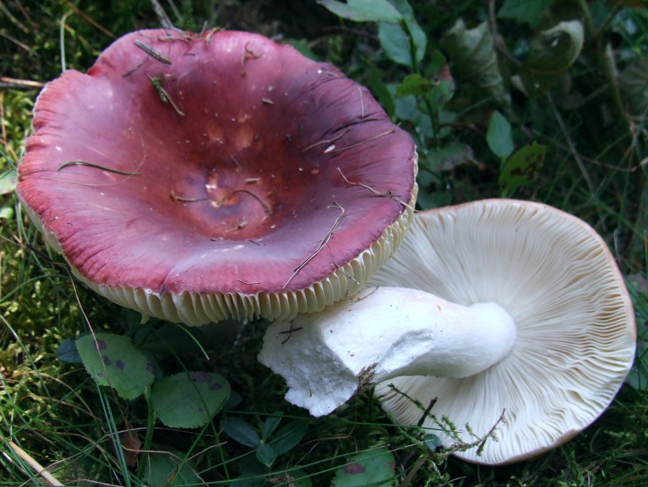Сыроежка Болотная Russula paludosa