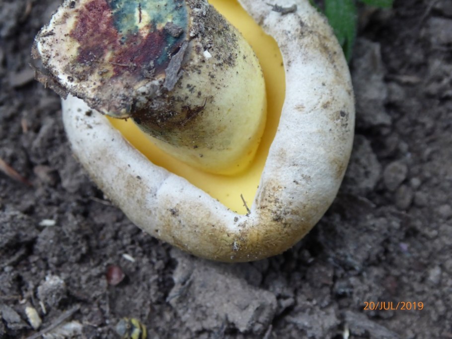 Боровики в лесу фото