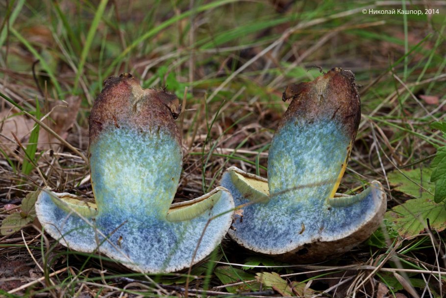 Боровик укореняющийся (boletus radicans)