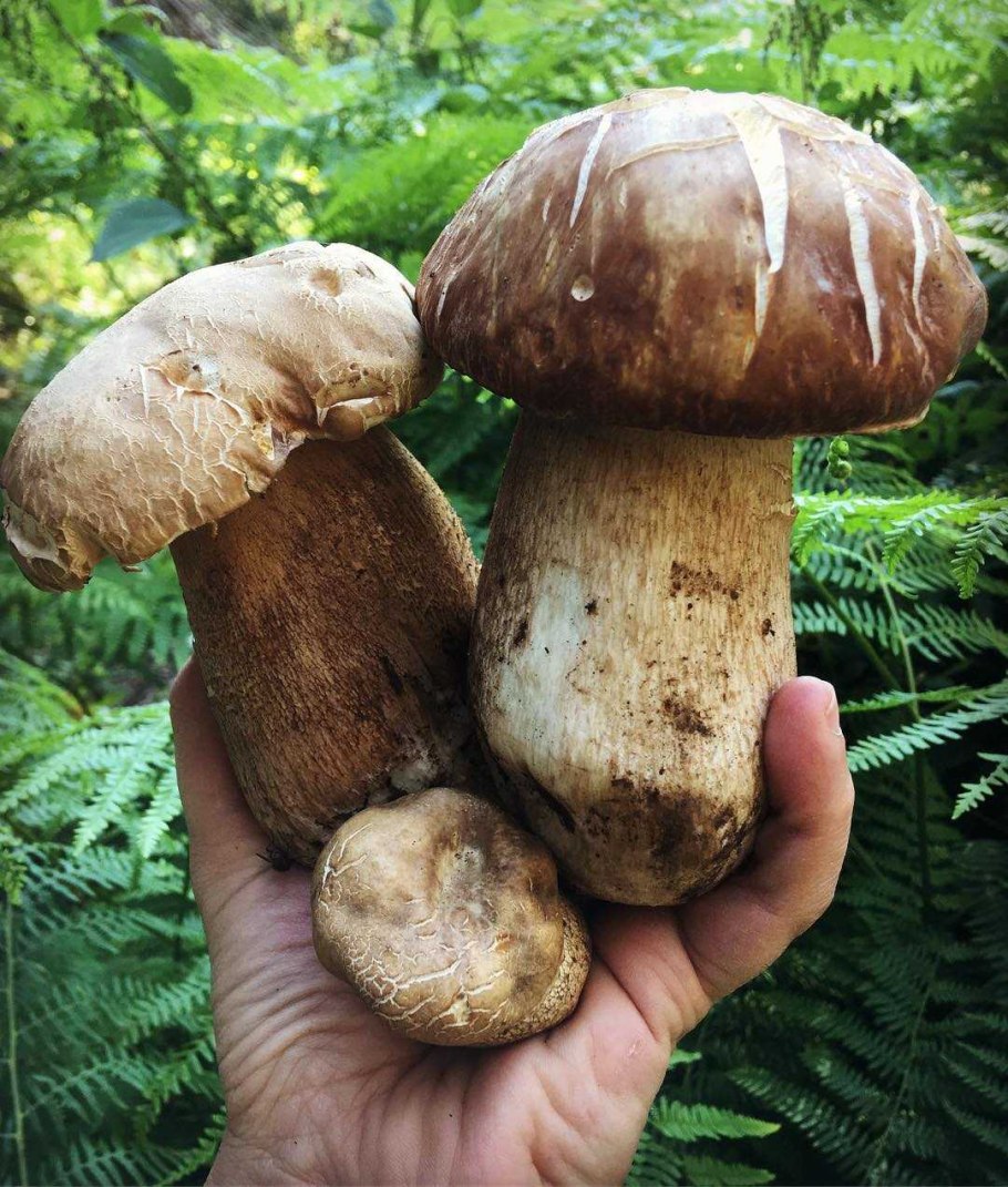 Гриб боровик переросток