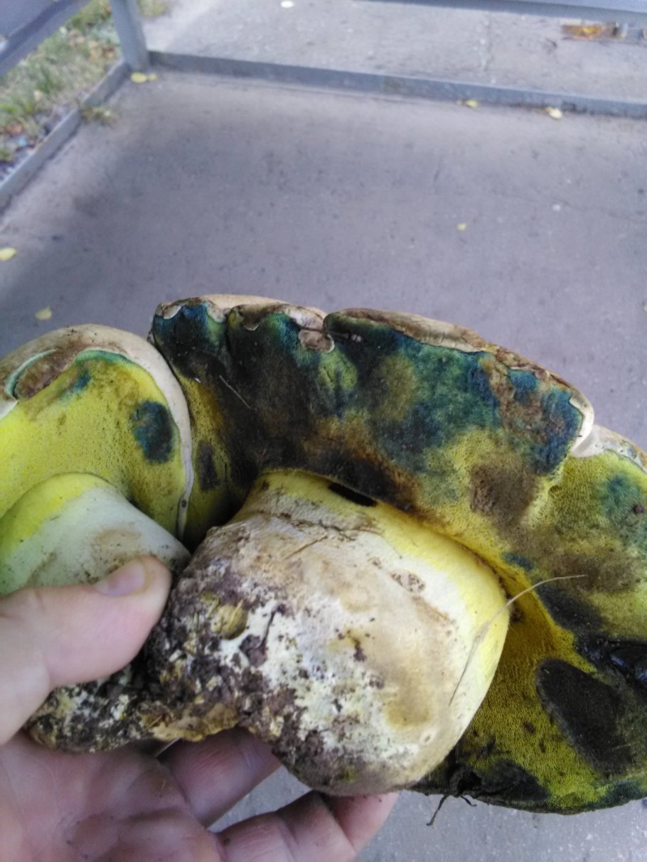 Боровик Царский гриб