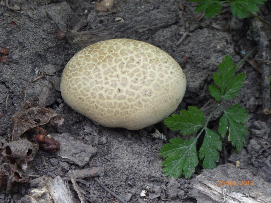 Болет глубокоукореняющийся гриб