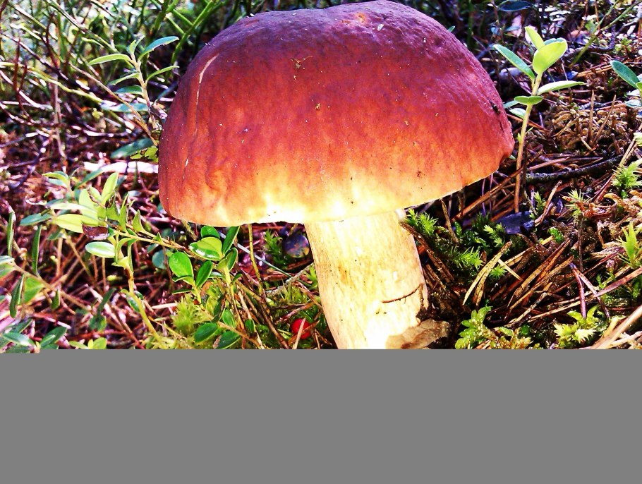 Боровик съедобный или нет