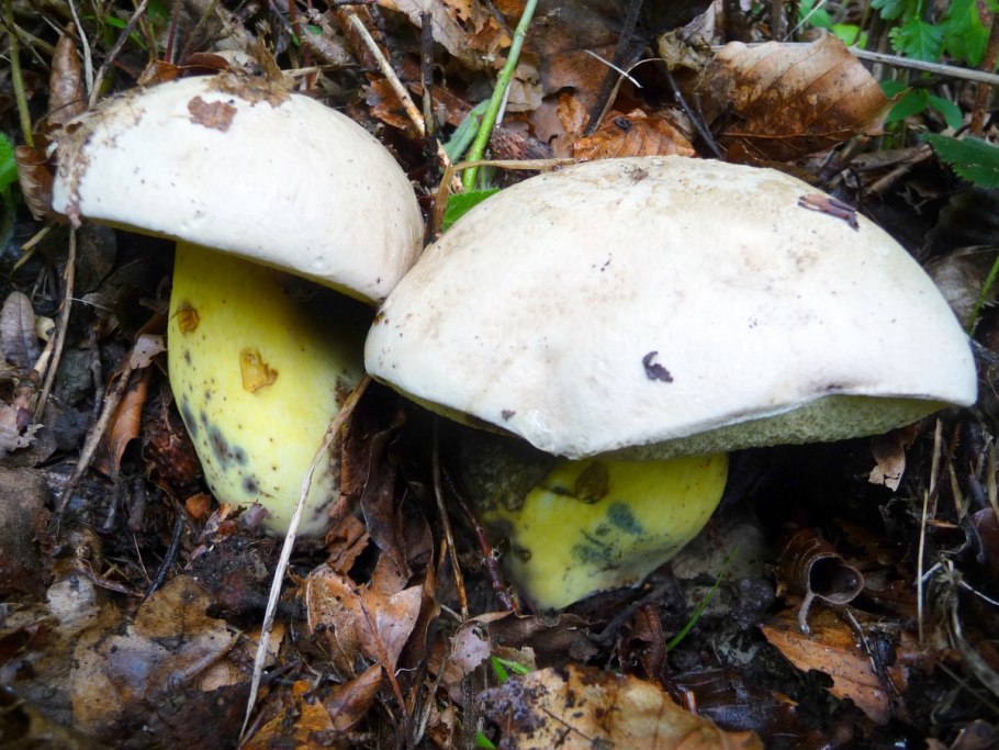 Болет укореняющийся Boletus radicans