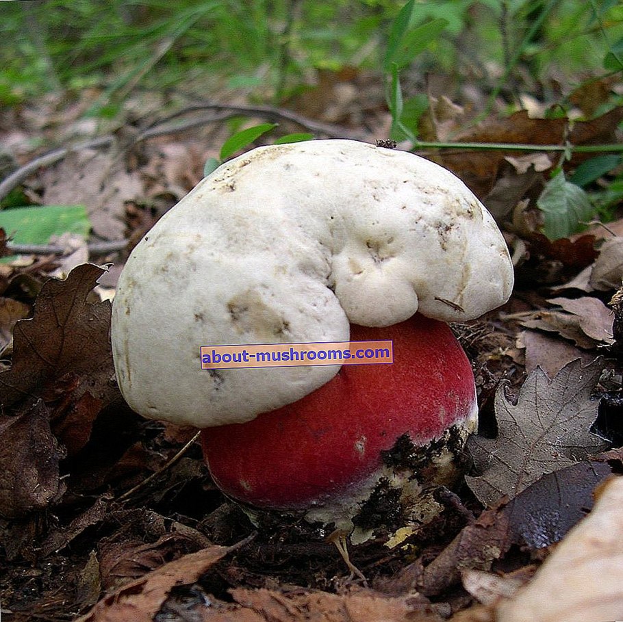 Сатанинский гриб несъедобный