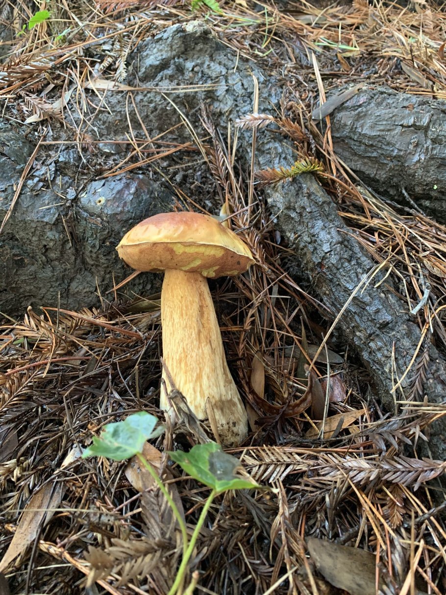 Боровик золотистый aureoboletus projectellus