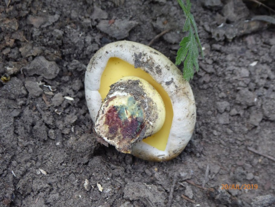 Боровик гриб съедобный или нет