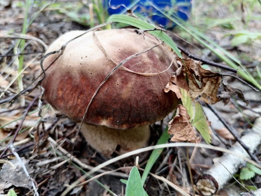 Гриб боровик