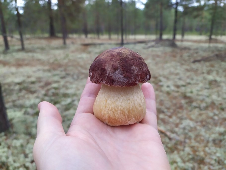 Боровик бордовый