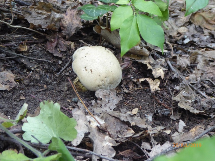 Гриб коренящийся Боровик