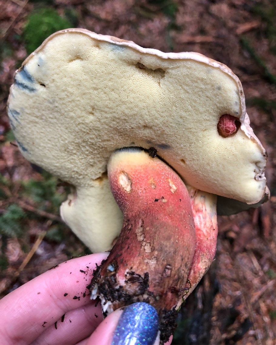 Белый гриб бронзовый чёрный Боровик