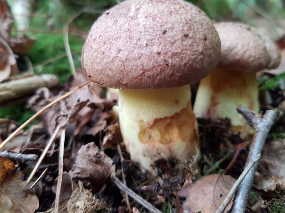 Боровик укореняющийся (Boletus radicans)