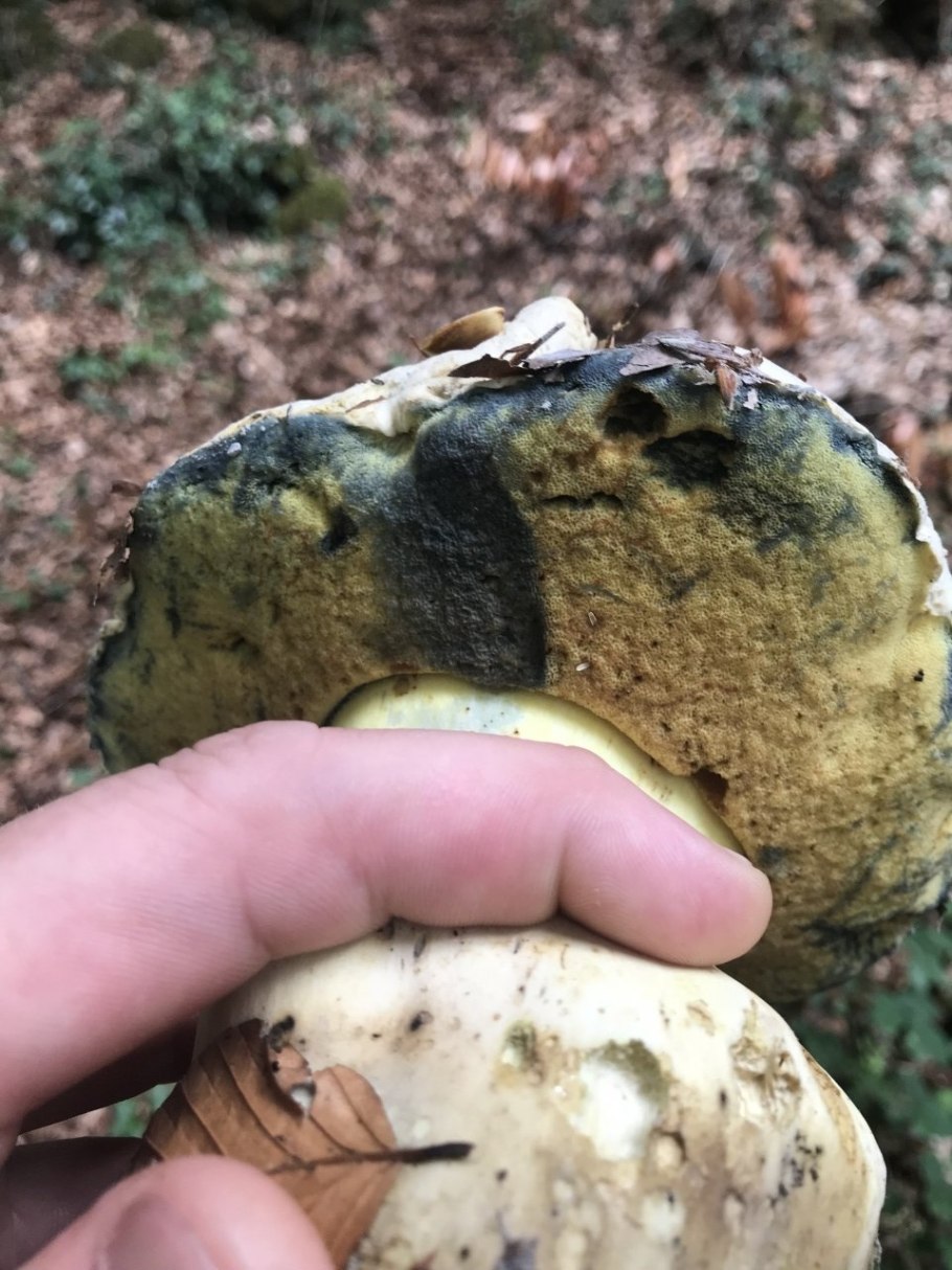 Болет укореняющийся