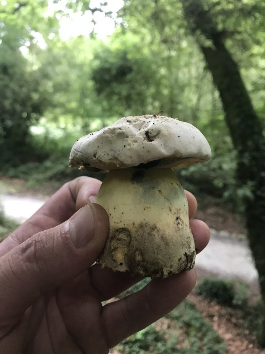 Боровик красивоножковый