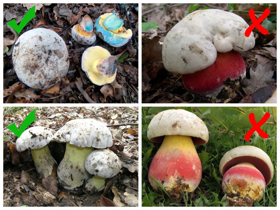 Боровик коренастый гриб