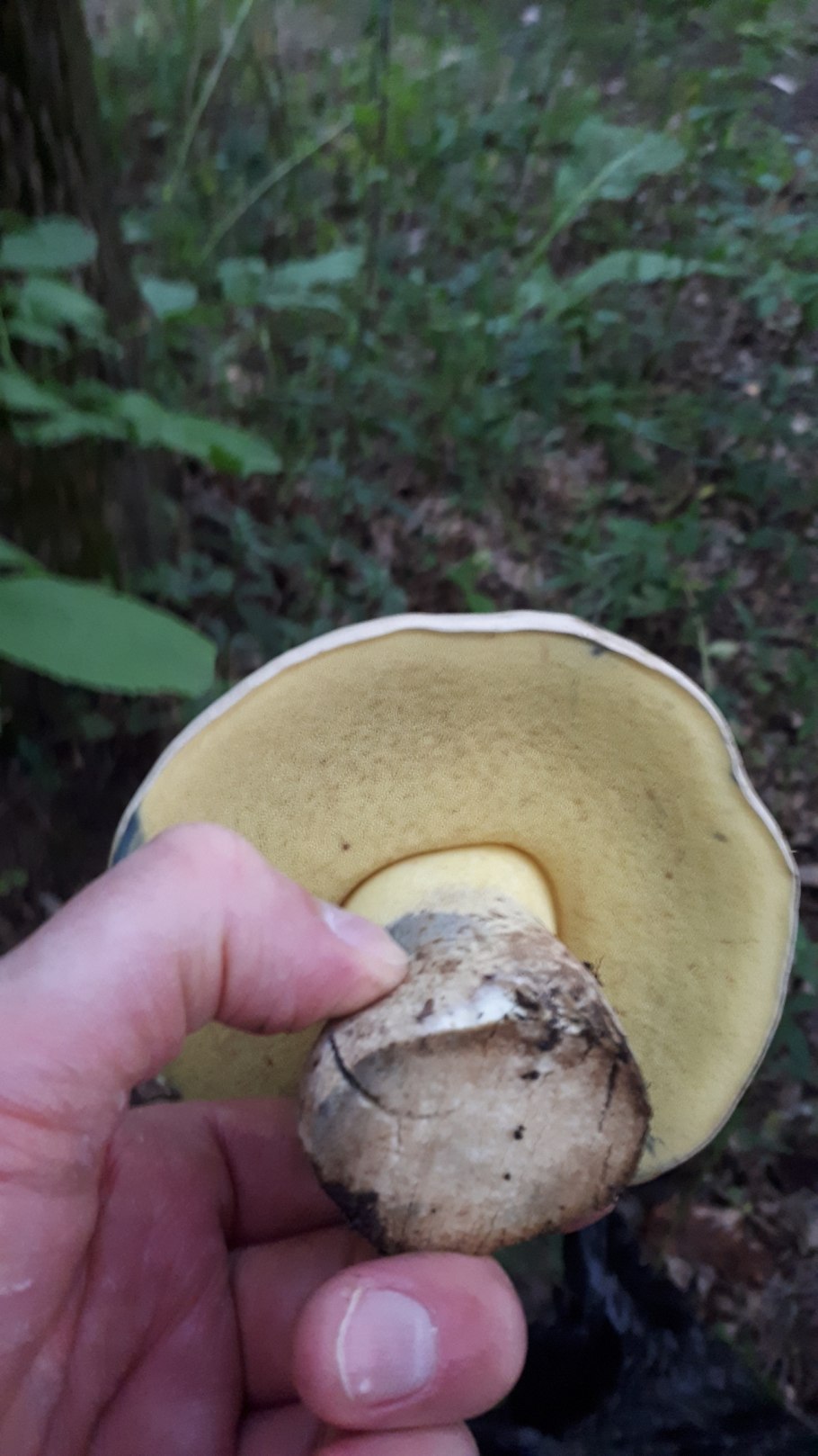 Боровик Горький губчатый