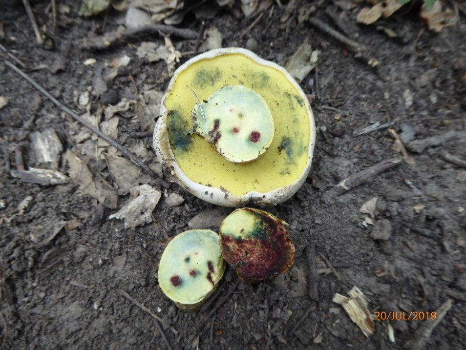 Обычные грибы