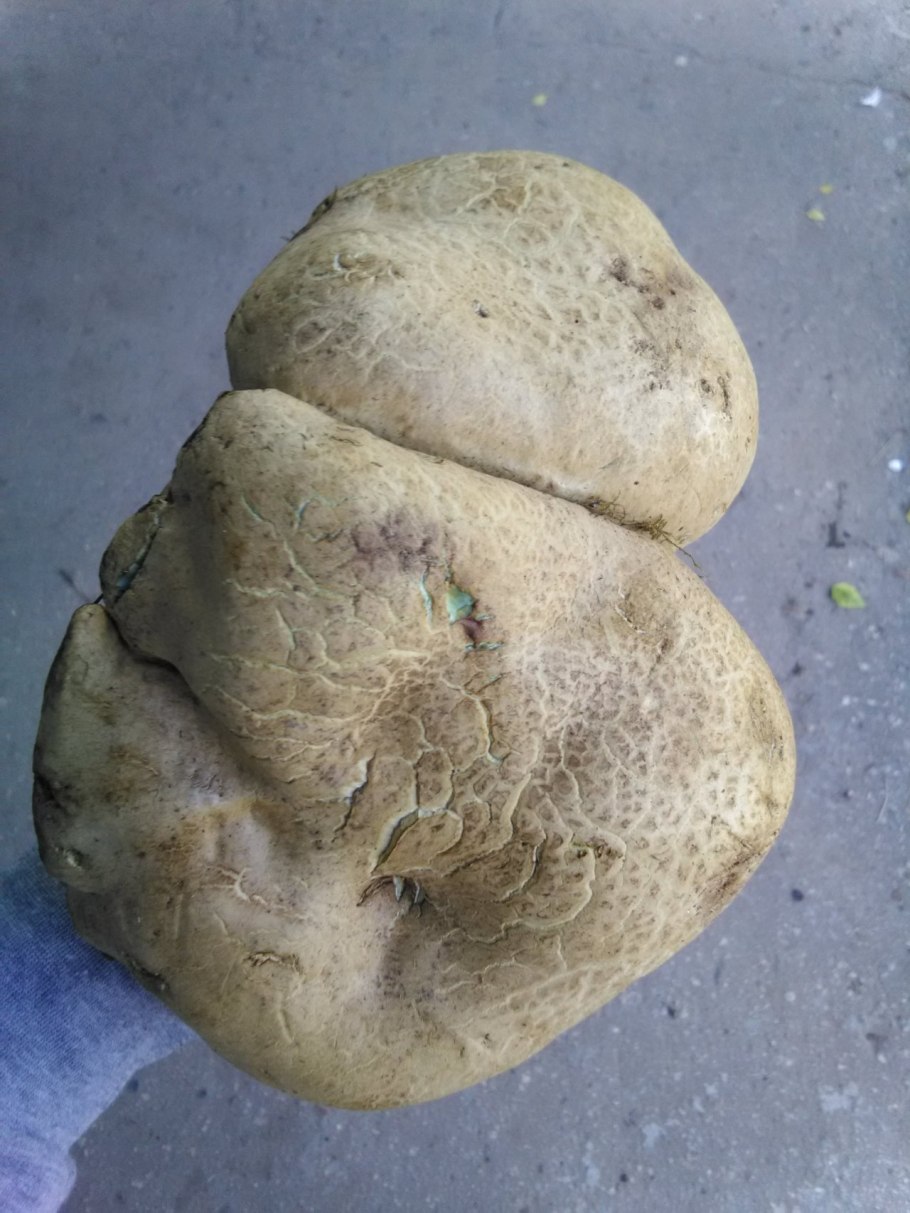 Болетус красивоножковый