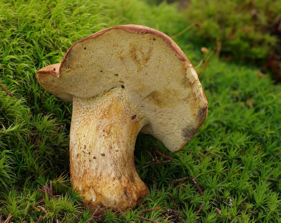 Боровик жёлтый boletus junquilleus